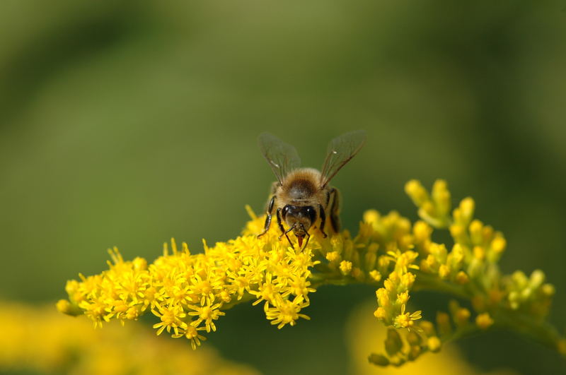 mein erstes Foto mit meinem neuen Makro