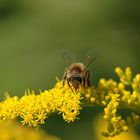 mein erstes Foto mit meinem neuen Makro