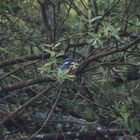 Mein erstes Foto vom Eisvogel. 2012 Lengenbachtal,Opf