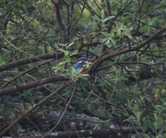 Mein erstes Foto vom Eisvogel. 2012 Lengenbachtal,Opf