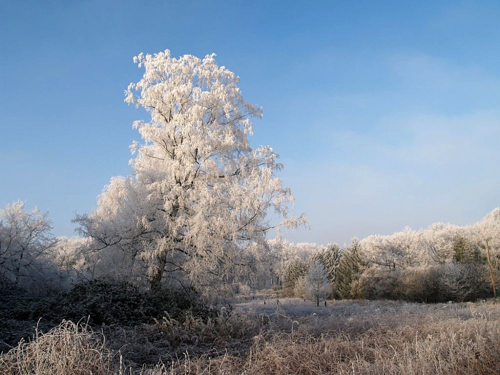 " Mein erstes Frostbild "