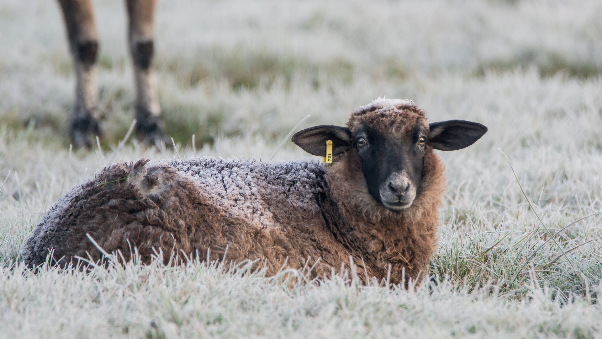 mein erstes Frostschaf 2019