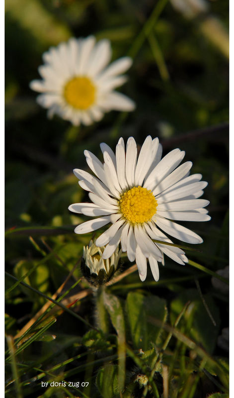 Mein erstes Gänseblümchen...