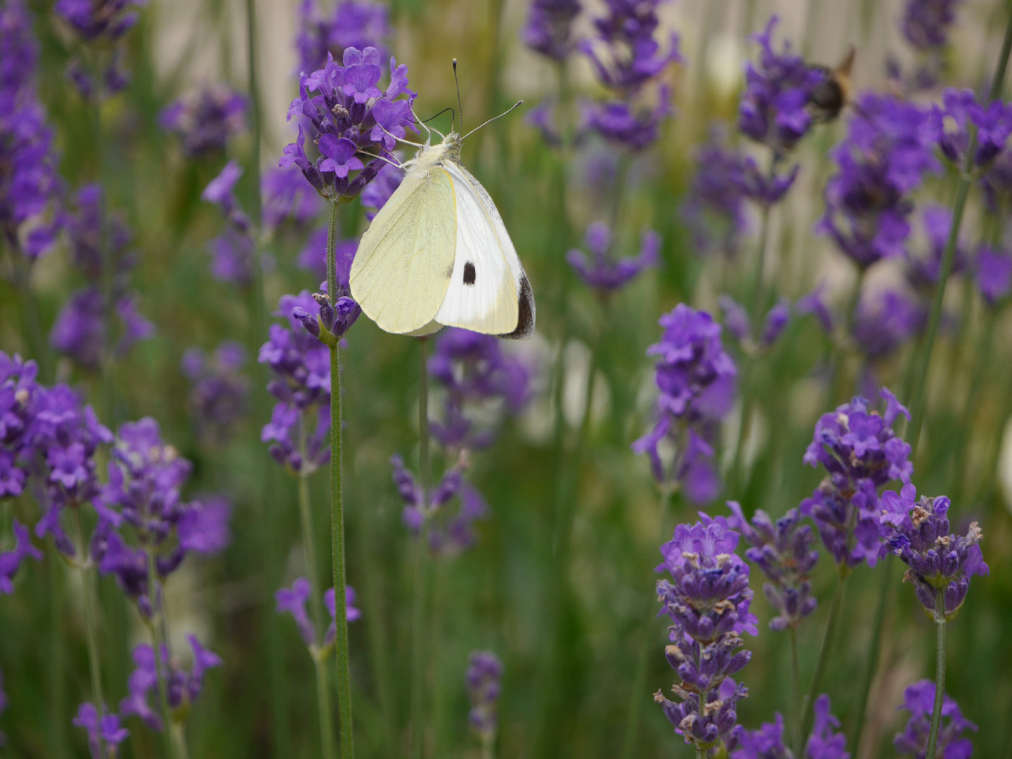 Mein erstes gelungenes Foto von einem Schmetterling ;-)