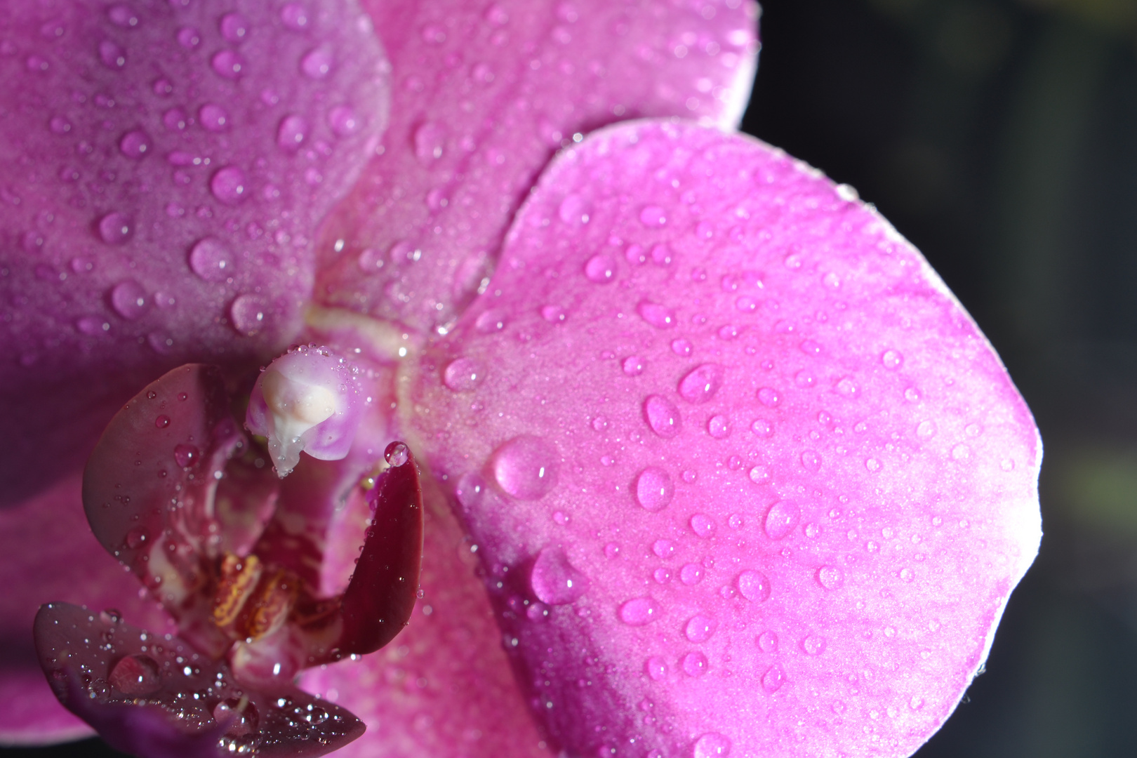 Mein erstes gutes Blumen Macro.