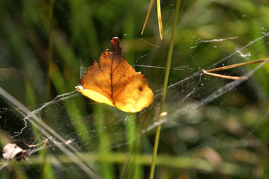 Mein erstes Herbstblatt