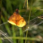 Mein erstes Herbstblatt