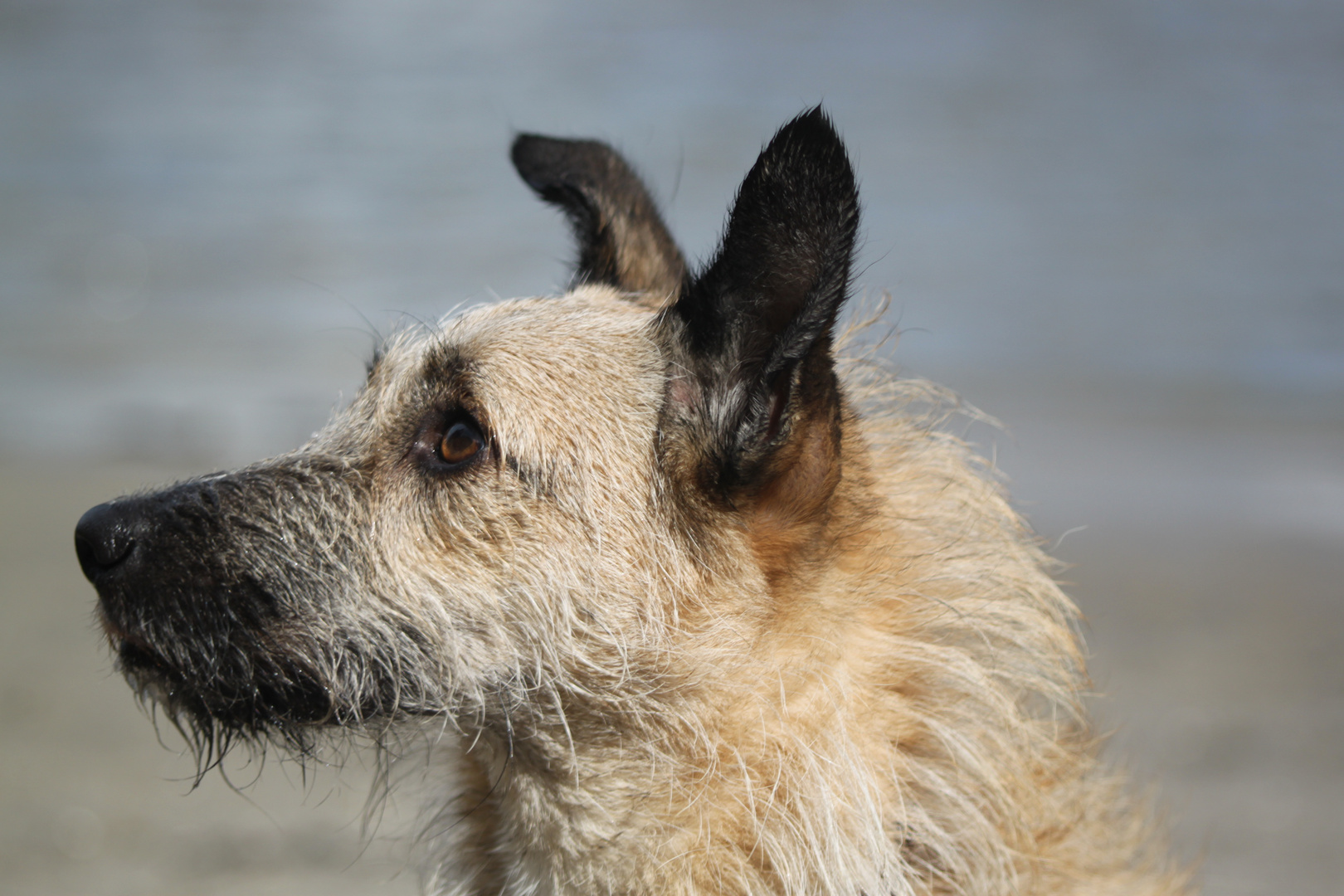 Mein erstes Hundeportrait