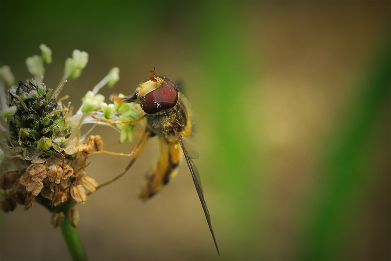 mein erstes insekten makro