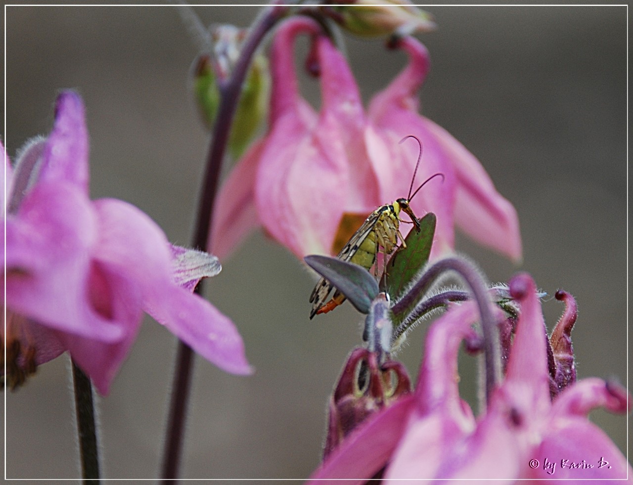 Mein erstes Insektenfoto 2011