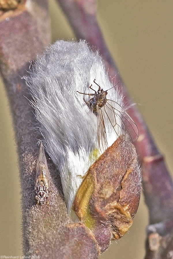 Mein erstes Insektenmakro...