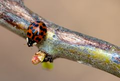 mein erstes Insektenmakro in diesem Jahr