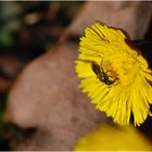 Mein erstes Insektenmakro in diesem Jahr