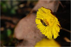 Mein erstes Insektenmakro in diesem Jahr