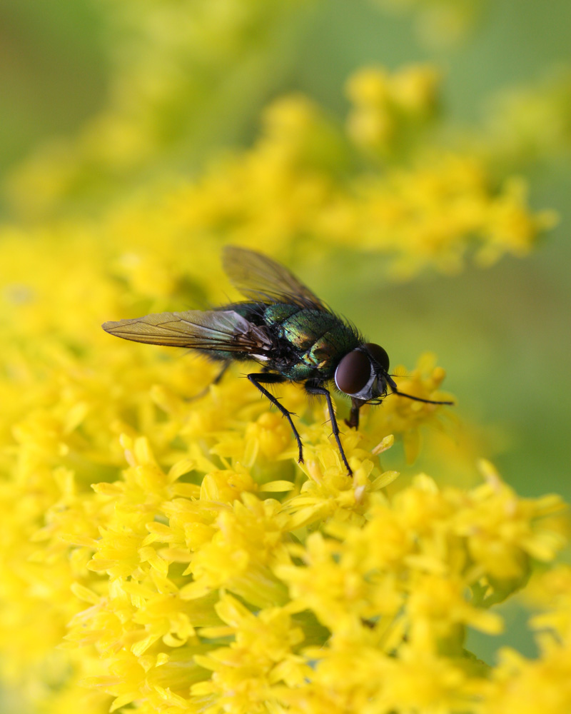 Mein Erstes Macro