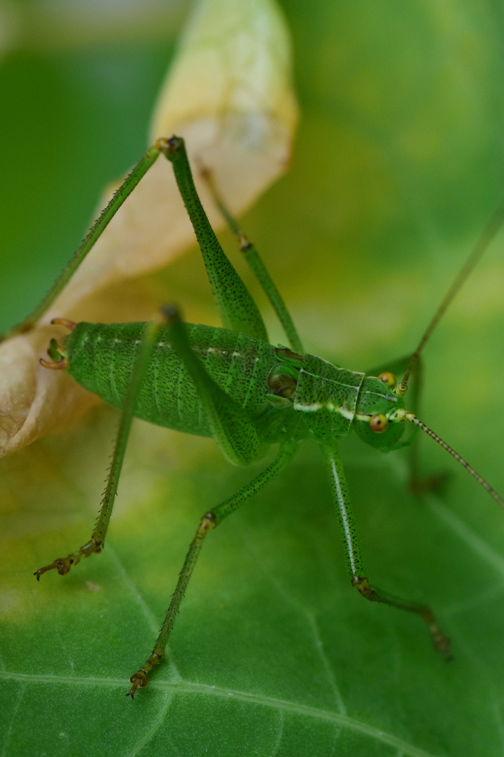 mein erstes macro