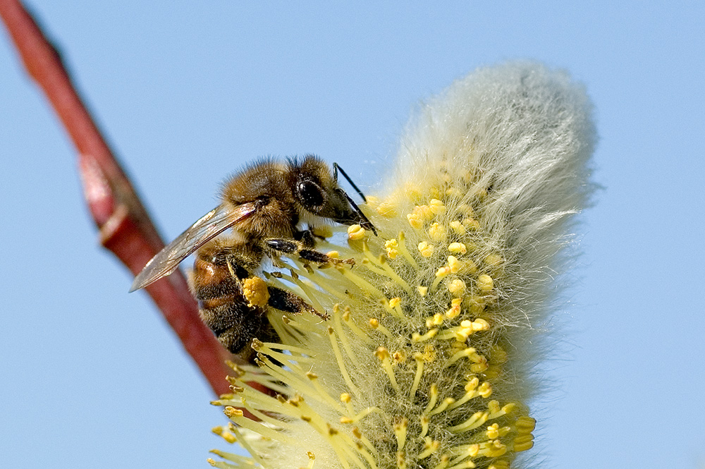 Mein erstes Makro von 2007