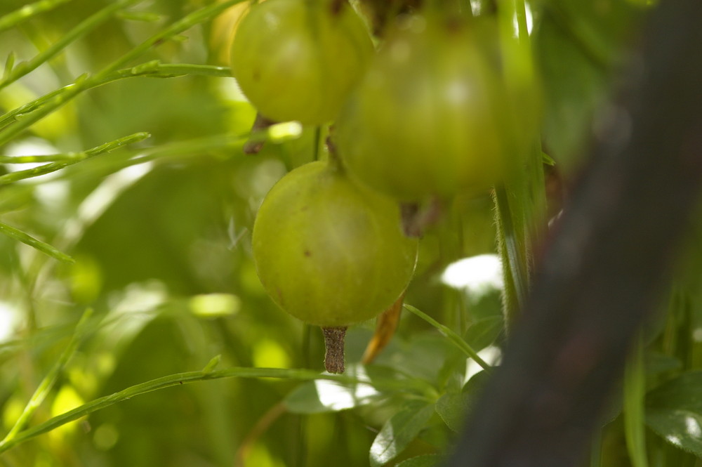 Mein erstes Makrofoto - A paar Stachelbeeren