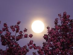 Mein erstes Mondbild