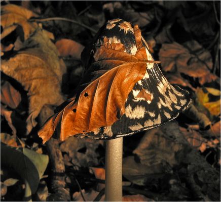 mein erstes Motiv fürs FC (vor 21 J.)