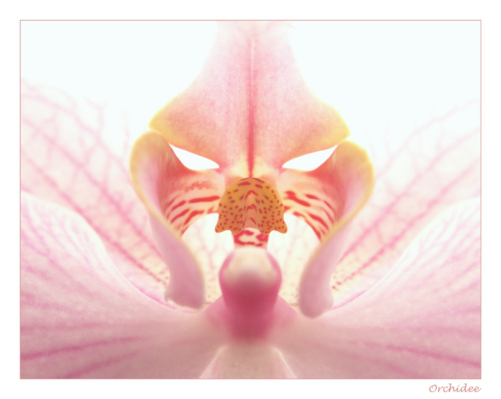 Mein erstes Orchideefoto :-)