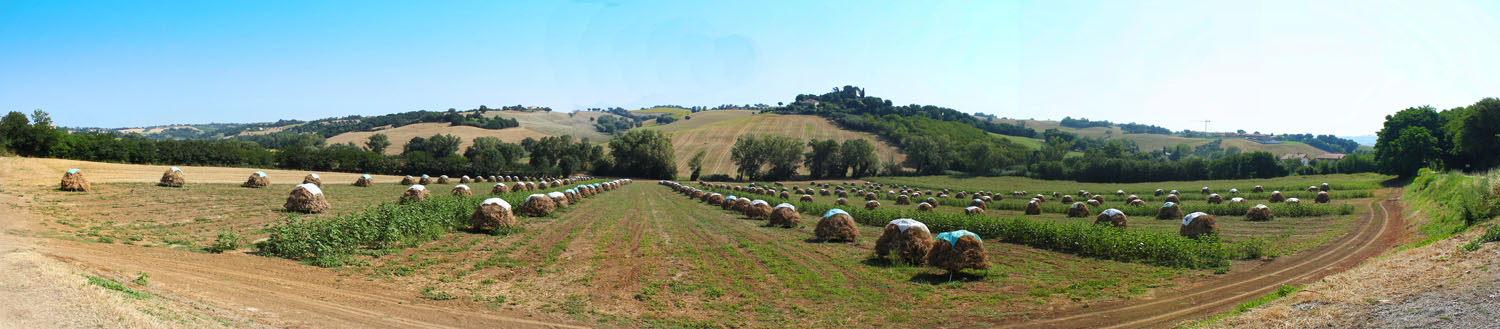 mein erstes panorama.. " Kohlsamen"