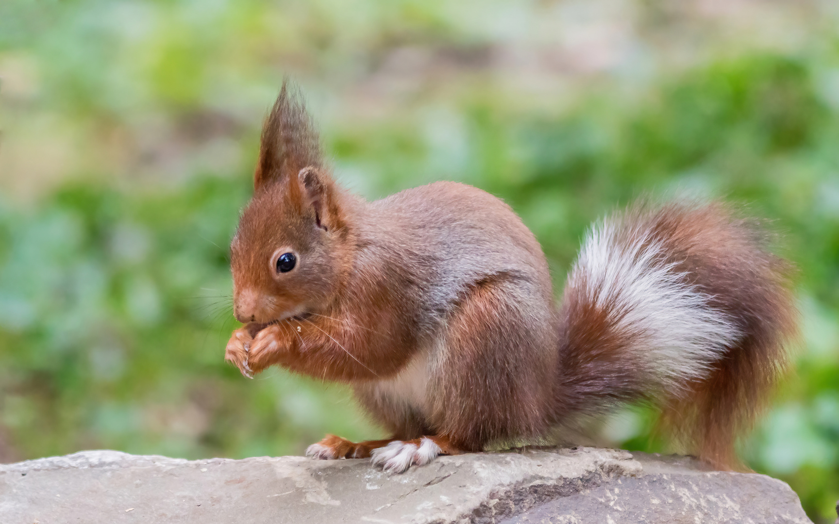 mein erstes Ringel-Hörnchen :-)