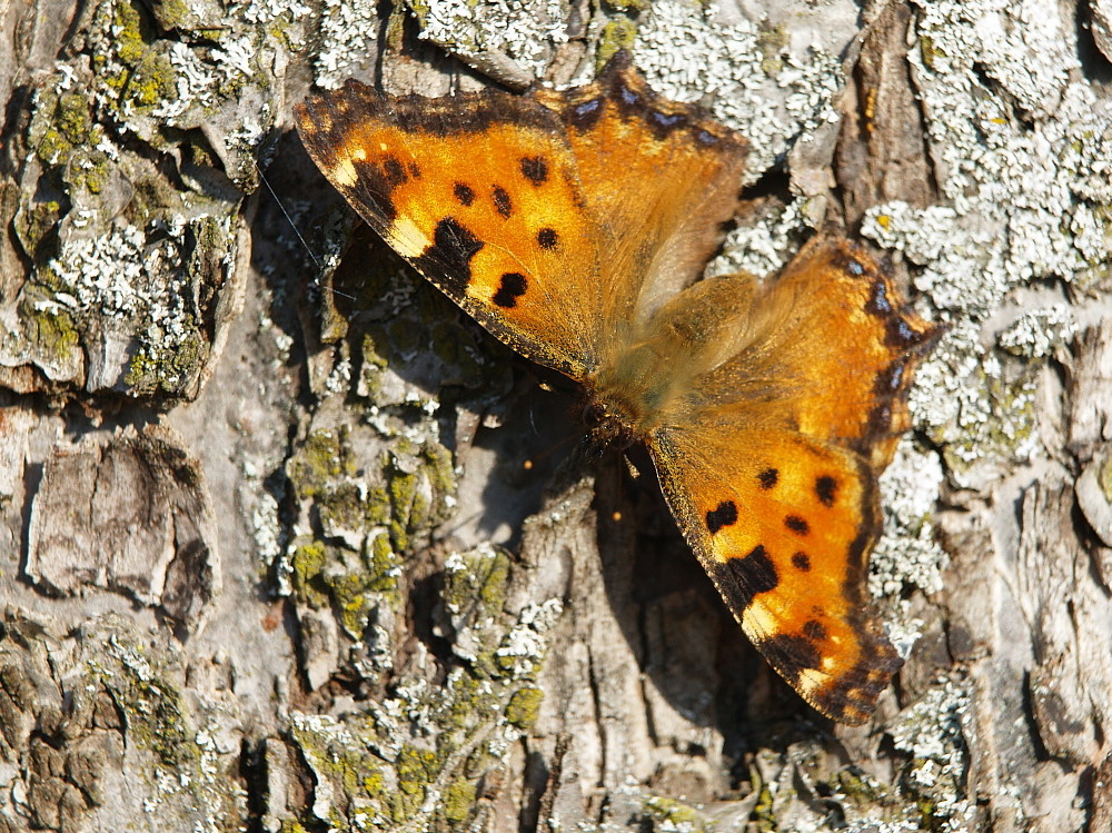 Mein erstes Schmetterlingsfoto 2008