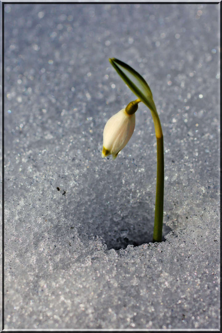 Mein erstes Schneeglöckerl (Frühlingsknotenblume)