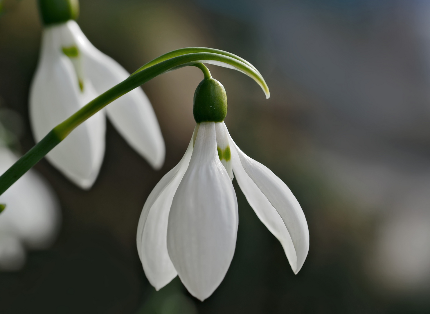 Mein erstes "Schneeglöggli" im 2017 (Galanthus)! - Ma première perce-neige, le printemps vient!