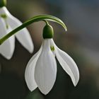 Mein erstes "Schneeglöggli" im 2017 (Galanthus)! - Ma première perce-neige, le printemps vient!