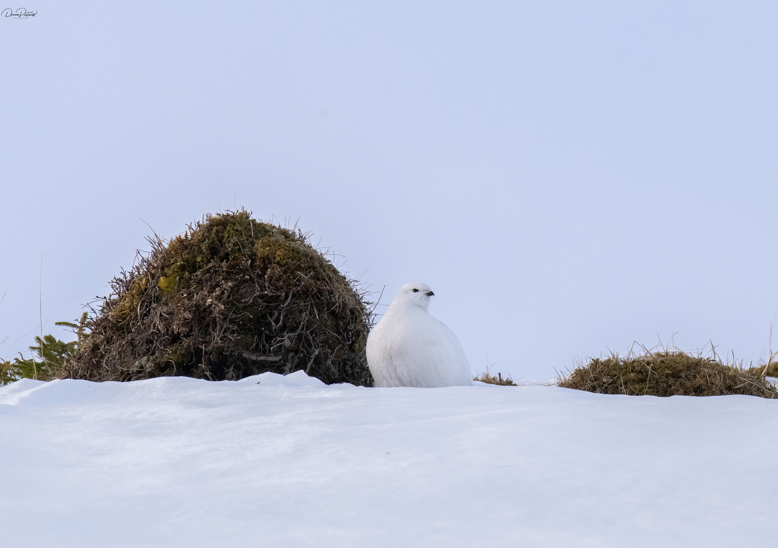 Mein erstes Schneehuhn