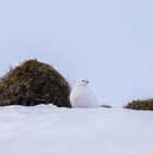 Mein erstes Schneehuhn