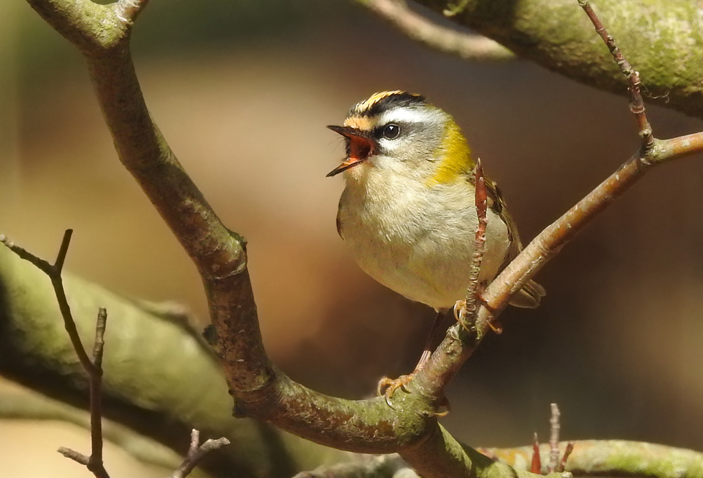 mein erstes Sommergoldhähnchen