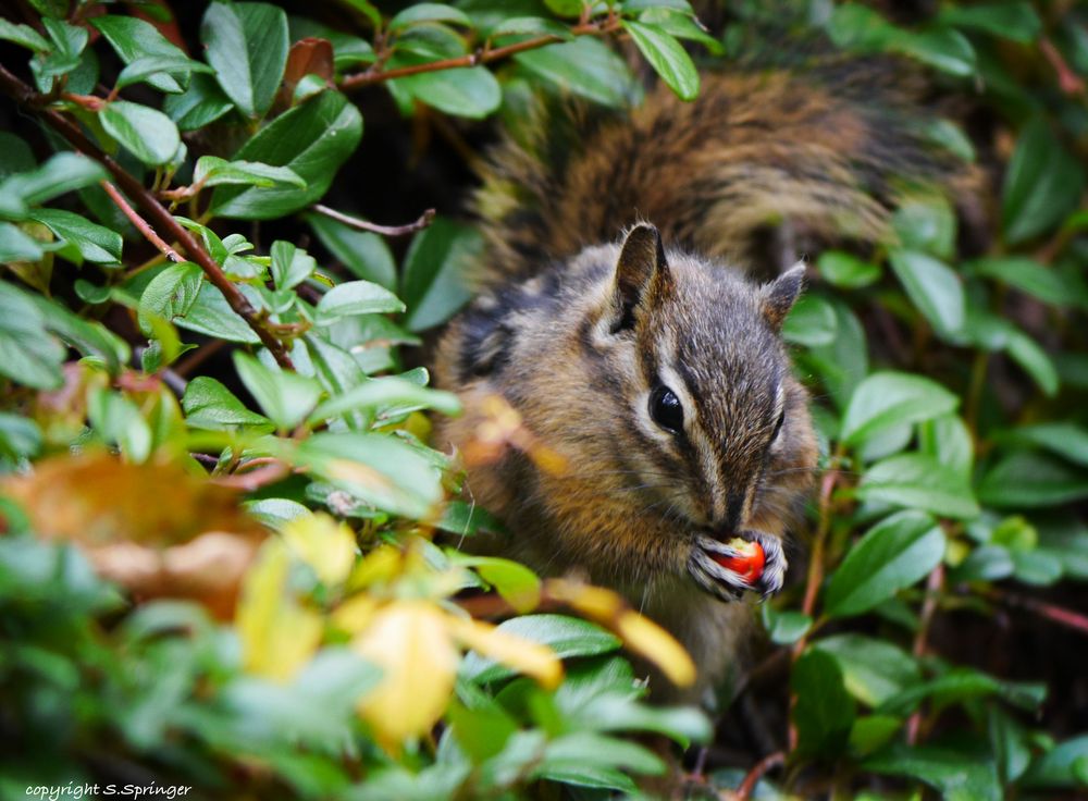 Mein erstes Streifenhörnchen auf Hell's Gate Foto & Bild | tiere
