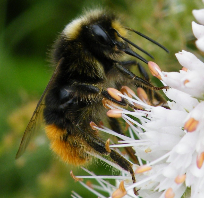 Mein erstes tierisches Macro Foto