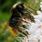 Mein erstes tierisches Macro Foto