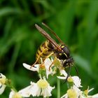 Mein erstes Wespen-Makro