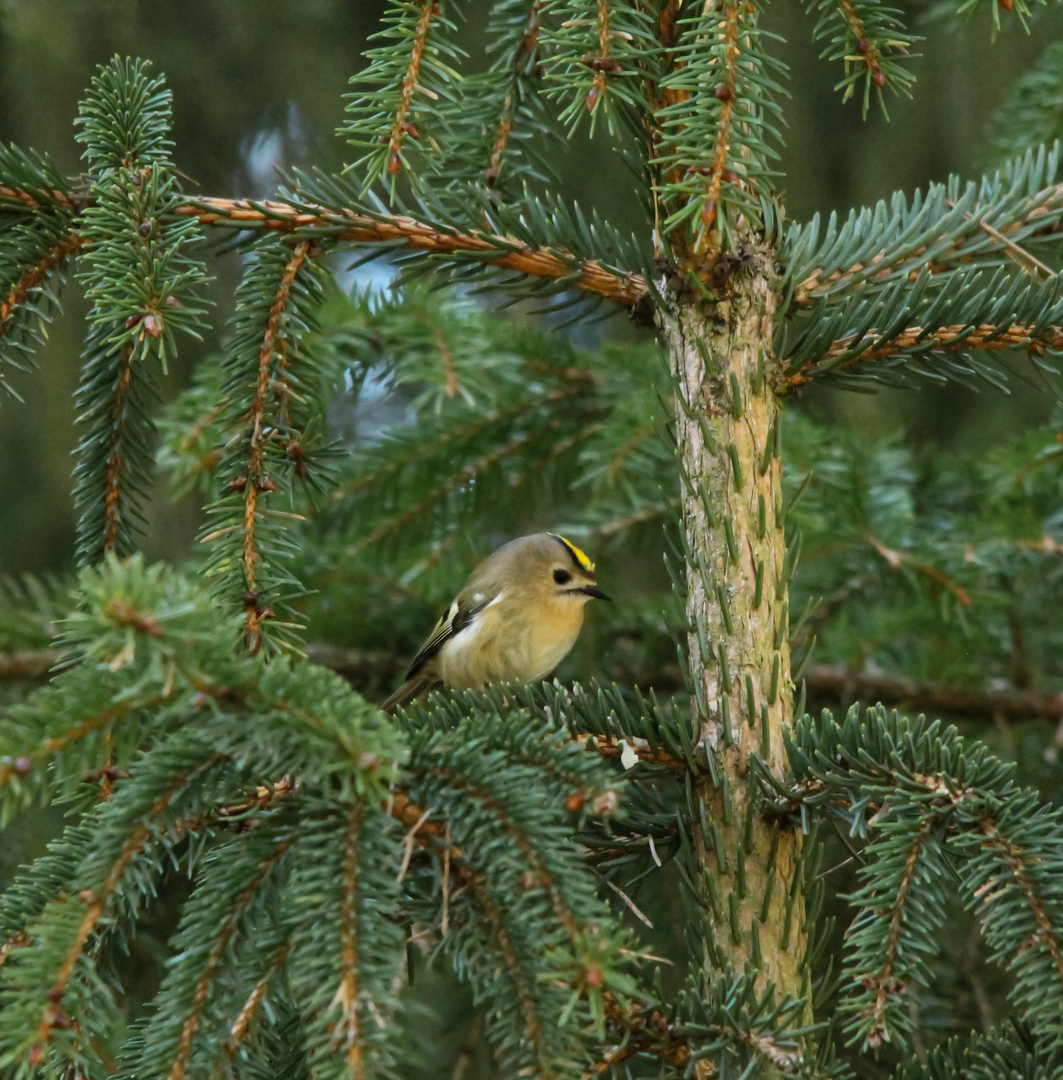 Mein erstes Wintergoldhähnchen 