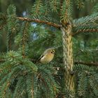 Mein erstes Wintergoldhähnchen 