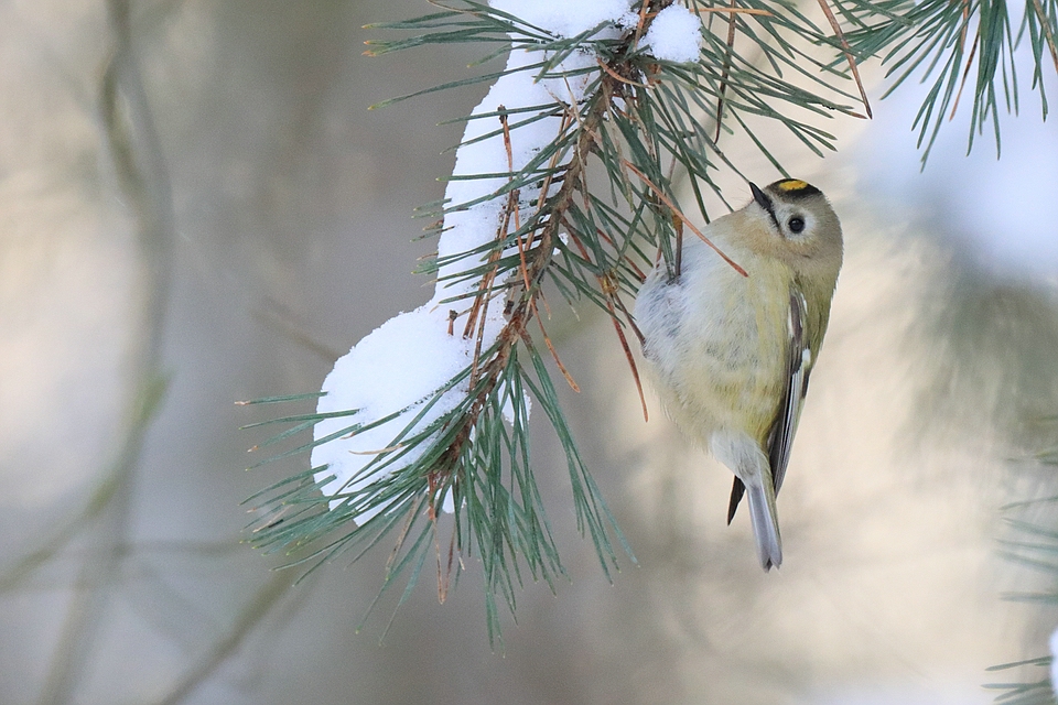 Mein erstes Wintergoldhähnchen