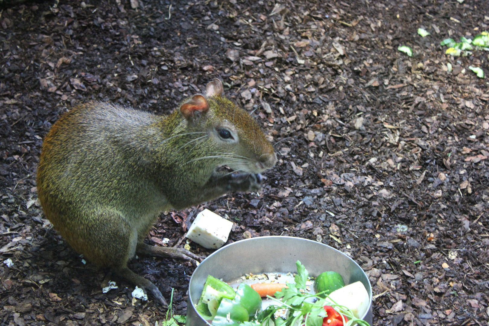 Mein Essen!