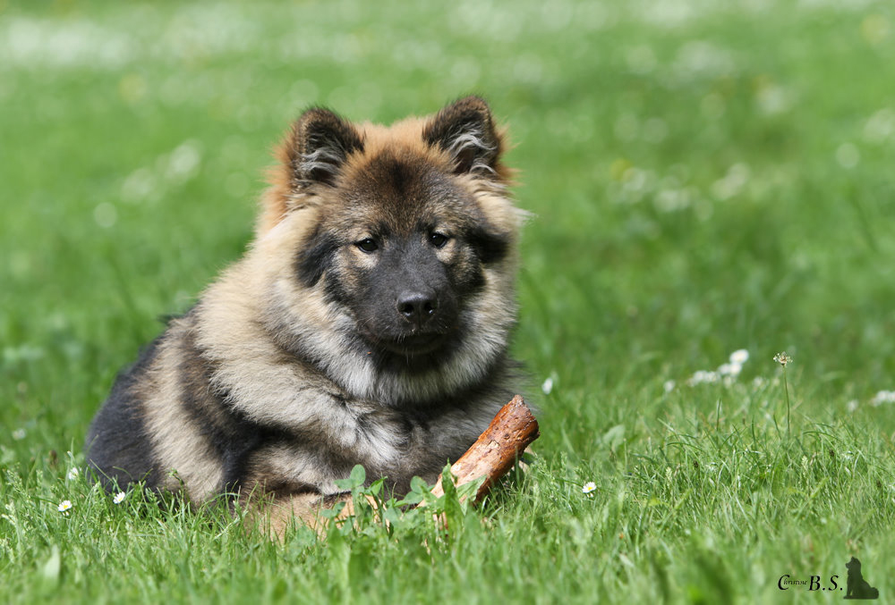 Mein Eurasier Finn