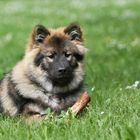 Mein Eurasier Finn