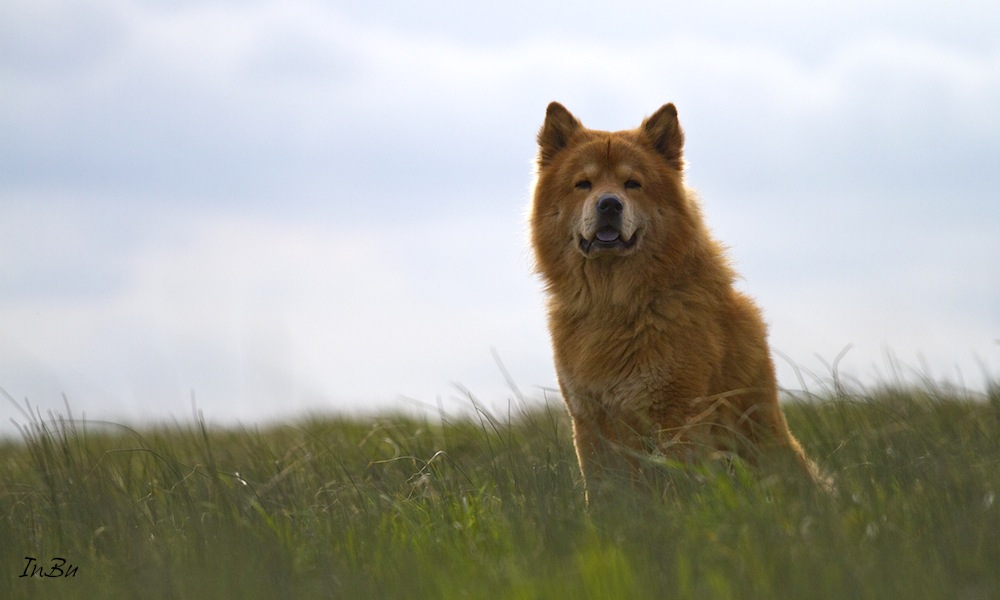 Mein Eurasier Rüde........