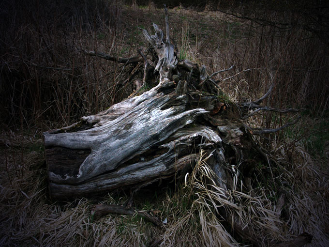 Mein Ex-Freund, der Baum