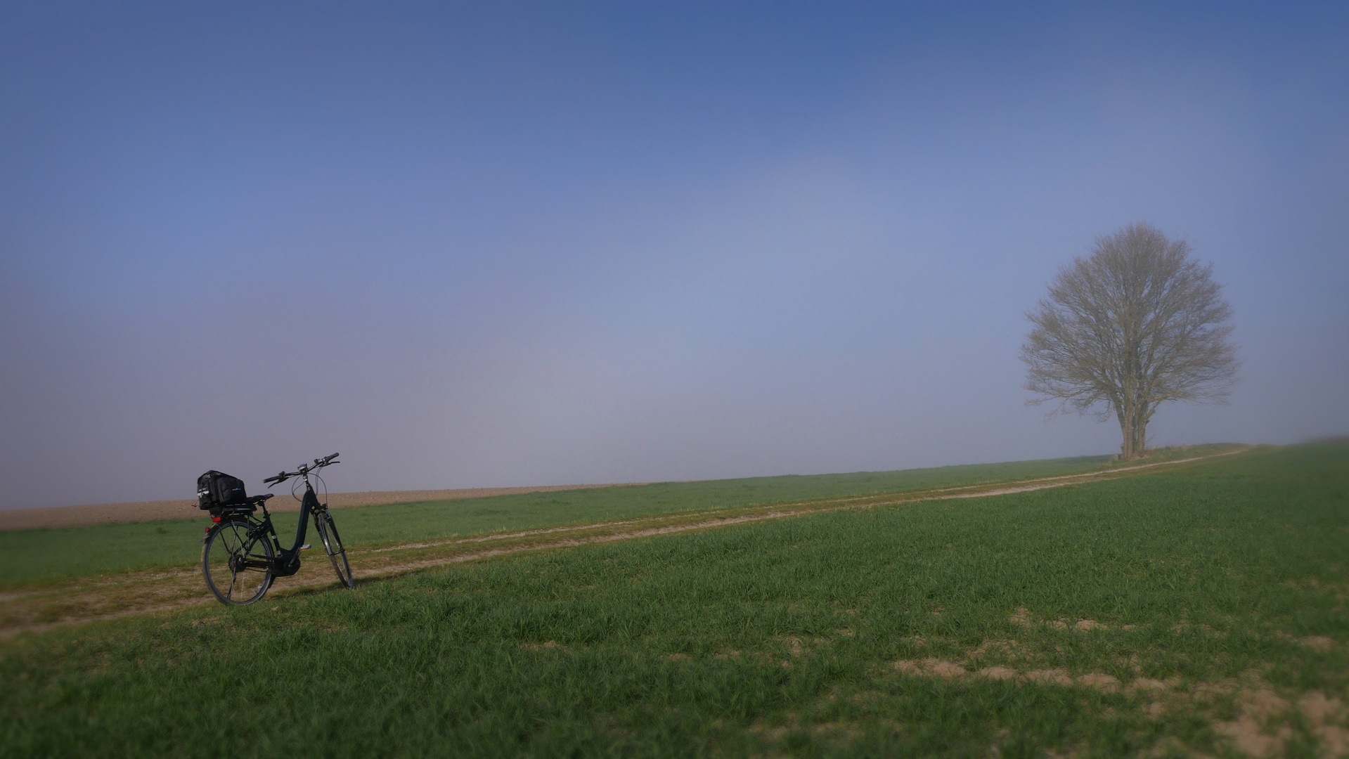 mein Fahrrad... mein Baum...