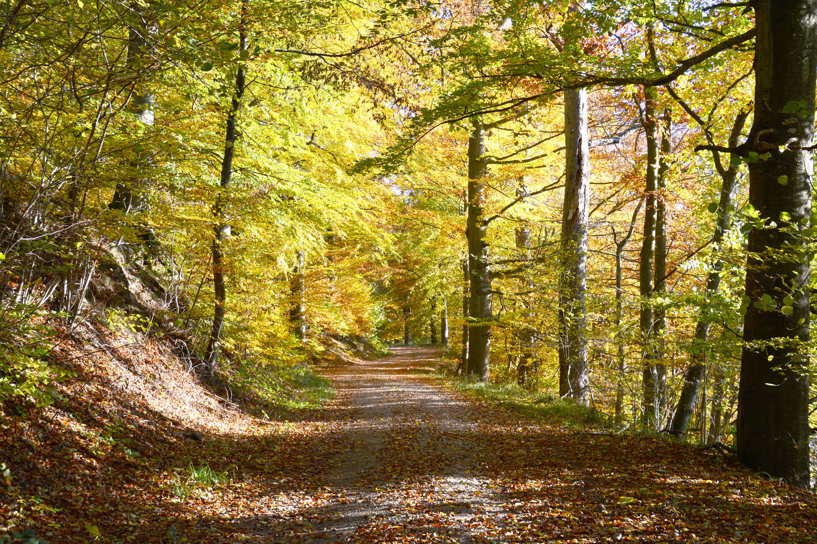 Mein Fahrradweg im herblich bunten Wald