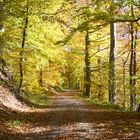 Mein Fahrradweg im herblich bunten Wald