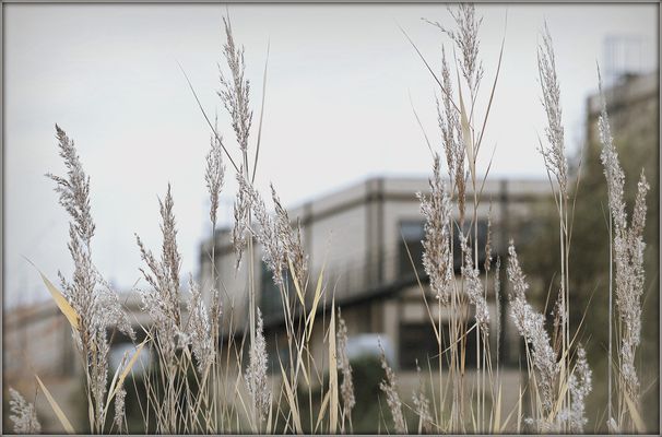 Mein Faible für Gräser 